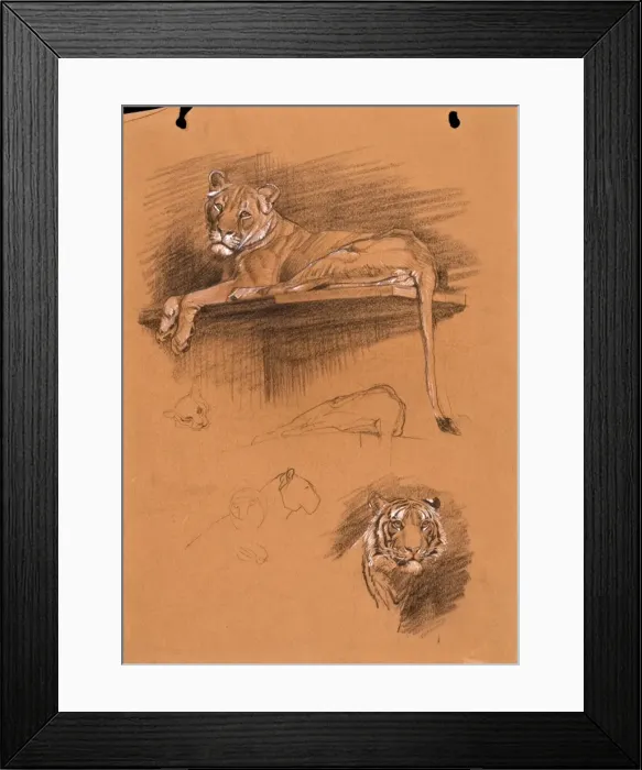 Framed Print : Pastel sketches of a lioness and a tiger Framed Print : Pastel sketches of a lioness and a tiger