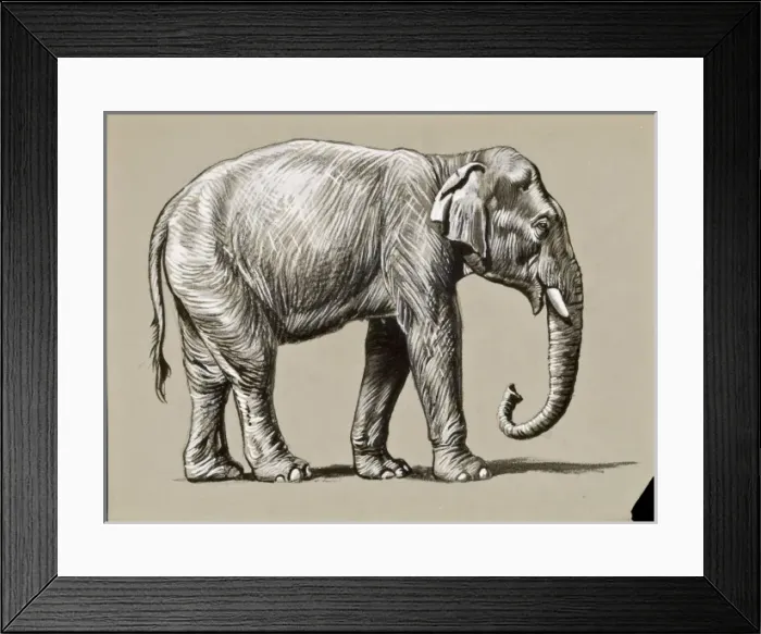 Framed Print : An Indian Elephant Framed Print : An Indian Elephant