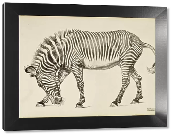 A Zebra. A highly-detailed pencil drawing of a Zebra by Raymond Sheppard