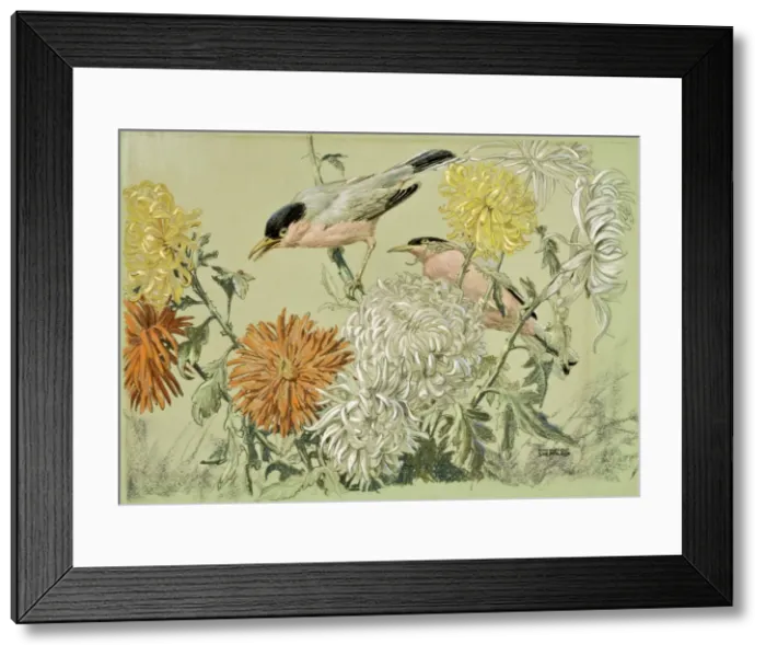 Framed Print : Roseate Finches Framed Print : Roseate Finches