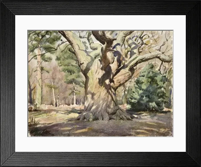 Framed Print : Large tree in a woodland scene Framed Print : Large tree in a woodland scene