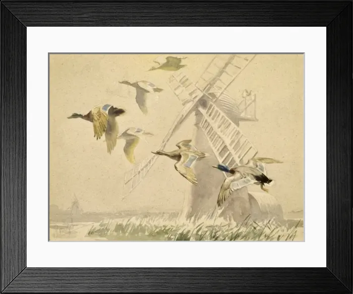 Framed Print : Mallards pass a windmill Framed Print : Mallards pass a windmill