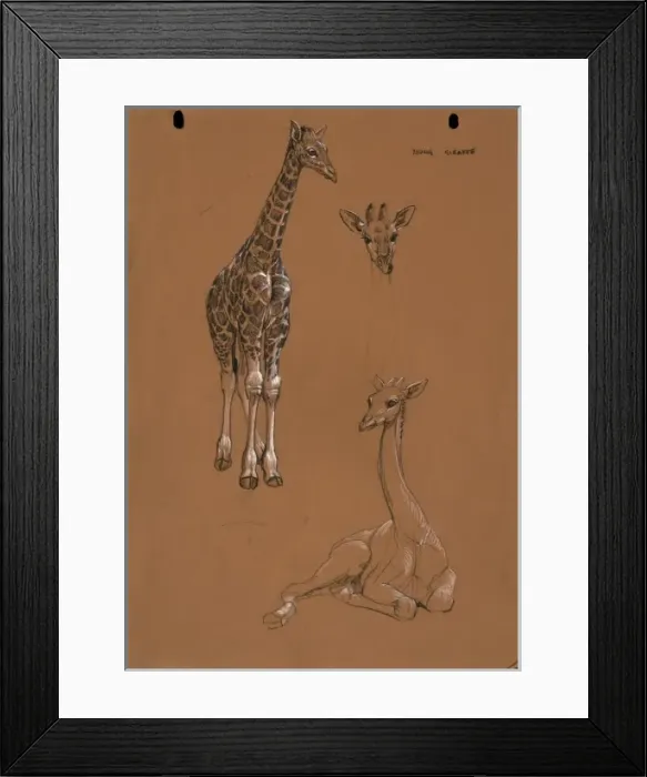 Framed Print : Young Giraffes Framed Print : Young Giraffes