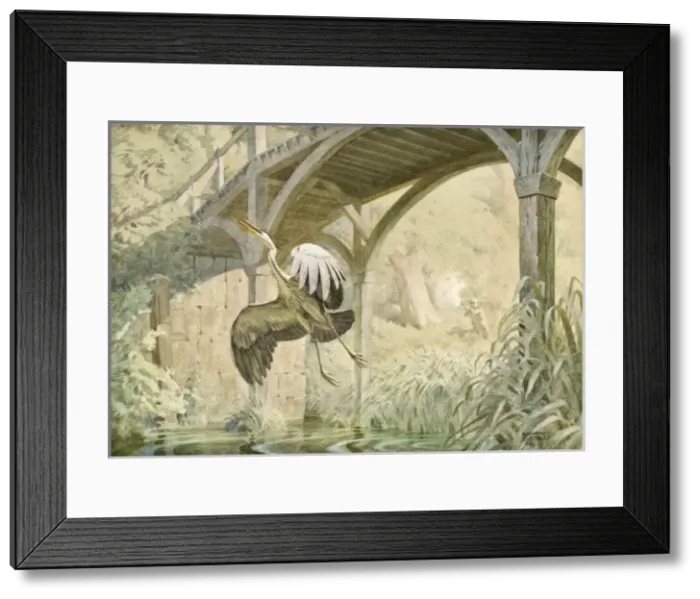 Framed Print : Heron taking flight Framed Print : Heron taking flight