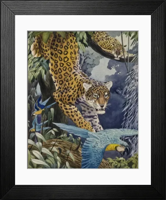 Framed Print : Leopards and Macaws Framed Print : Leopards and Macaws