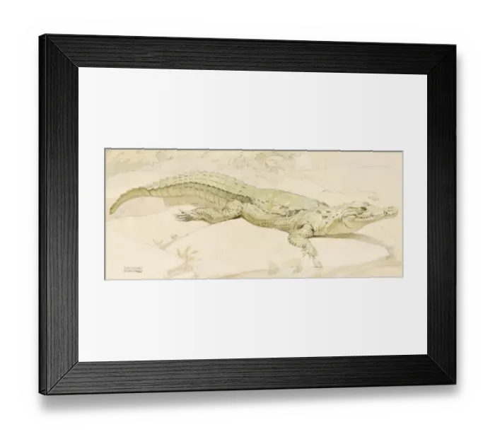 Framed Print : Crocodile. A crocodile sunning itself on a riverbank Framed Print : Crocodile. A crocodile sunning itself on a riverbank