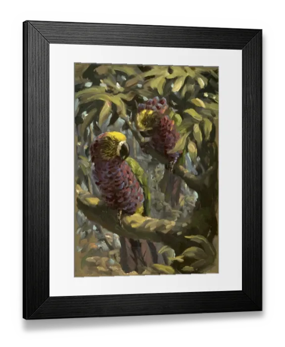 Framed Print : A pair of exotic parrots Framed Print : A pair of exotic parrots