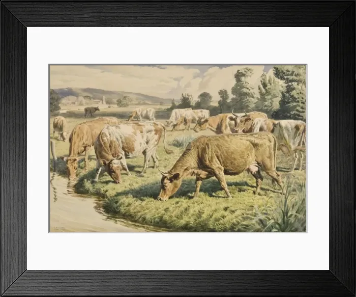 Framed Print : Cows grazing near a stream Framed Print : Cows grazing near a stream