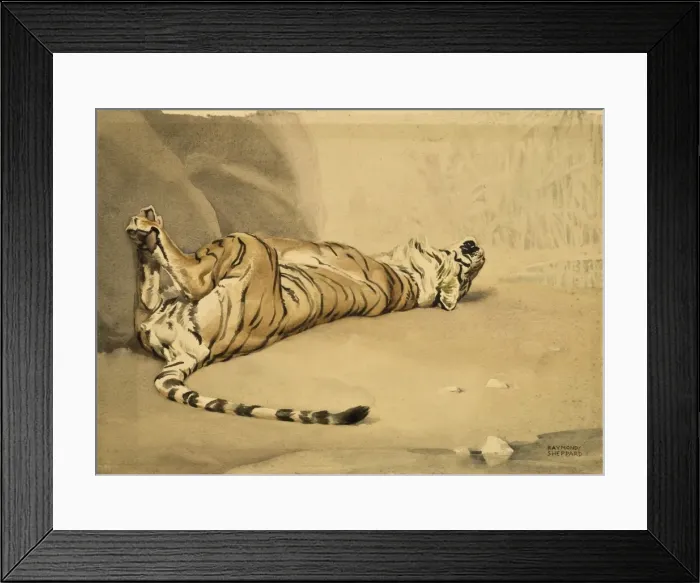 Framed Print : A Tiger rolls on its back Framed Print : A Tiger rolls on its back