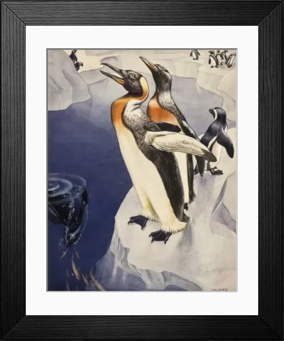 Framed Print : Emperor Penguins - Antarctica Framed Print : Emperor Penguins - Antarctica