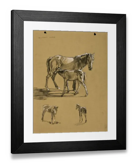 Framed Print : New Forest Ponies Framed Print : New Forest Ponies