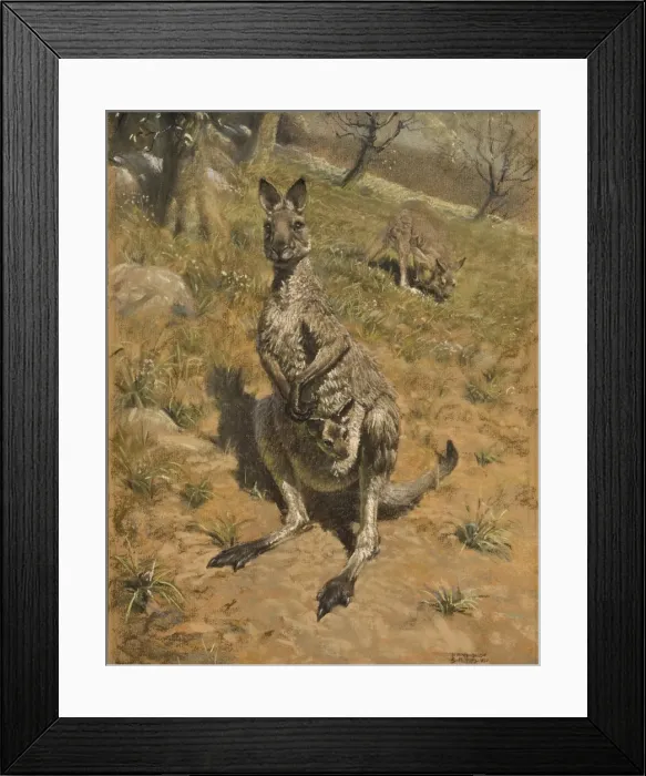 Framed Print : A Kangaroo with a joey Framed Print : A Kangaroo with a joey
