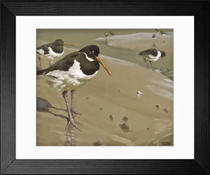 Framed Print : Oystercatchers Framed Print : Oystercatchers