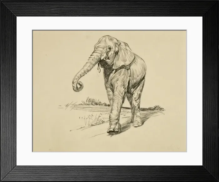 Framed Print : Young Elephant Framed Print : Young Elephant