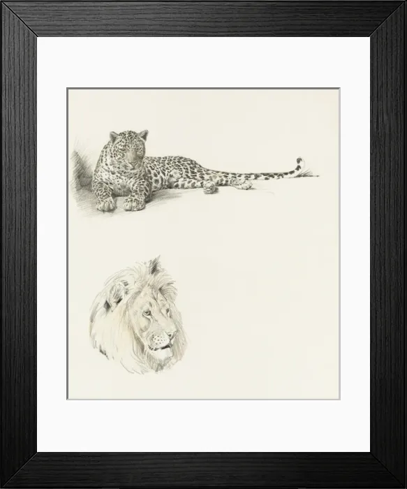 Framed Print : Studies of a Leopard and a Lion Framed Print : Studies of a Leopard and a Lion