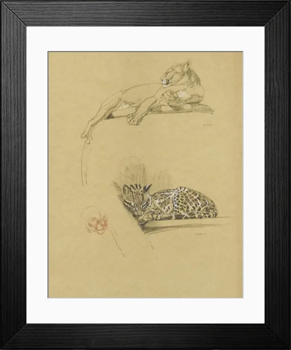 Framed Print : Sketches of a Puma and an Ocelot Framed Print : Sketches of a Puma and an Ocelot
