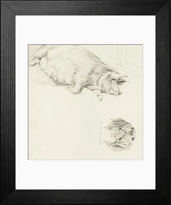 Framed Print : Wesses Saddleback sow and Blue Belton Setter Framed Print : Wesses Saddleback sow and Blue Belton Setter