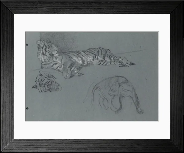 Framed Print : A Tiger. Pastel study of a Tiger and a sketch of another big cat Framed Print : A Tiger. Pastel study of a Tiger and a sketch of another big cat