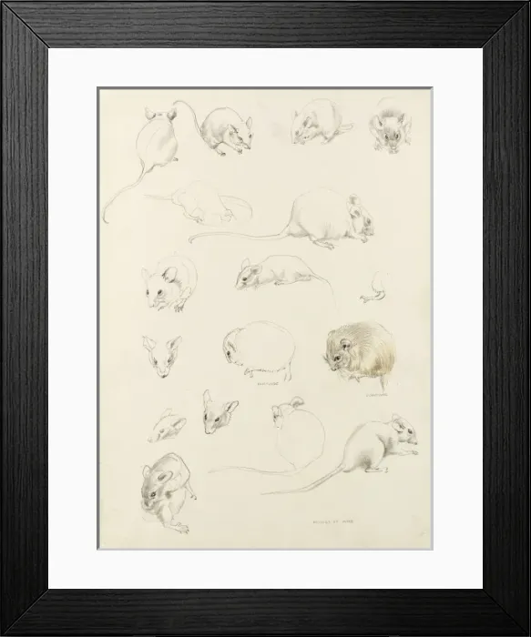 Framed Print : Studies of mice Framed Print : Studies of mice