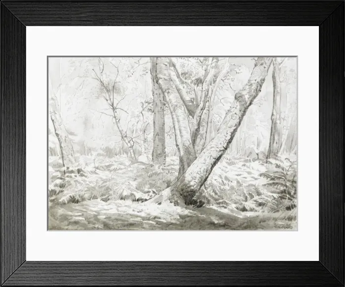 Framed Print : Stanmore Common woodland Framed Print : Stanmore Common woodland