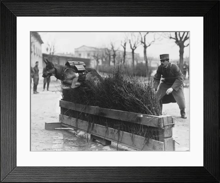 Framed Print : Austrian army messenger dogs Framed Print : Austrian army messenger dogs