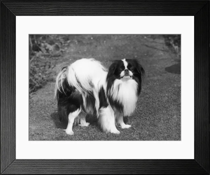 Framed Print : Ch Momus of Riu Gu Framed Print : Ch Momus of Riu Gu