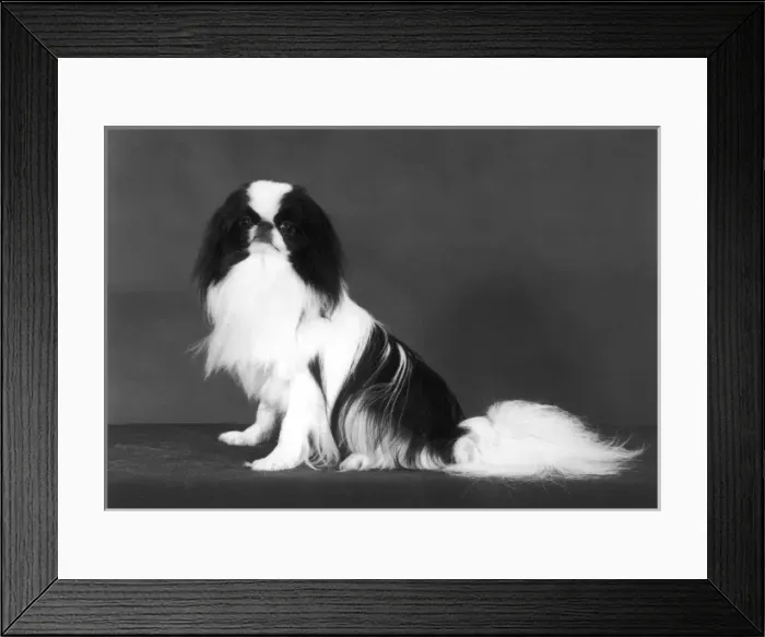 Framed Print : Ch Sternroc Dikki Framed Print : Ch Sternroc Dikki