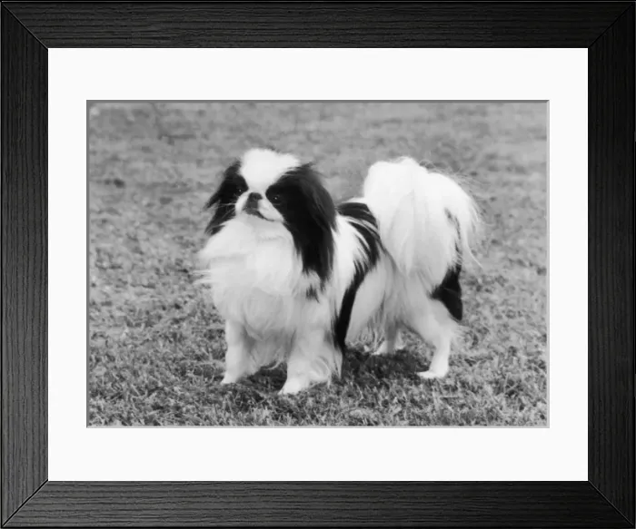 Framed Print : Ch Sternroc Kiki Framed Print : Ch Sternroc Kiki