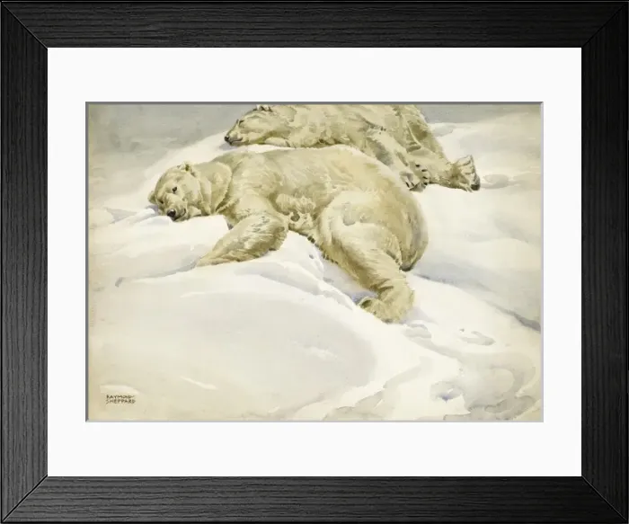 Framed Print : Two Polar bears lying in the Arctic snow Framed Print : Two Polar bears lying in the Arctic snow