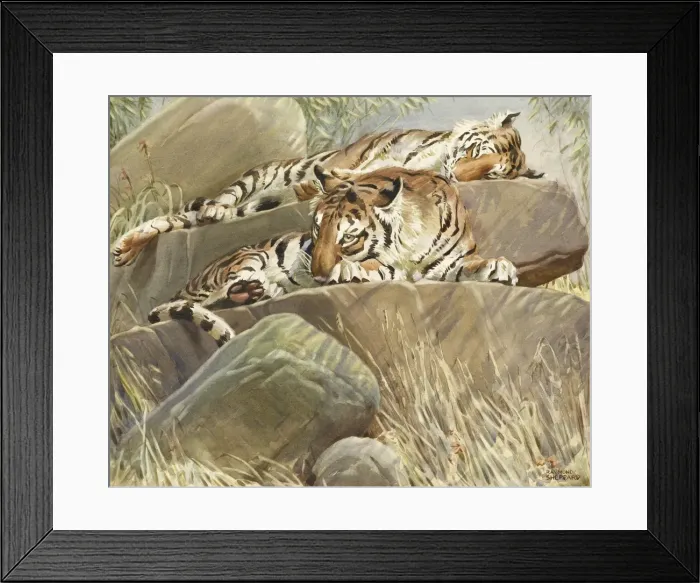 Framed Print : Two Tigers resting on large rocks Framed Print : Two Tigers resting on large rocks