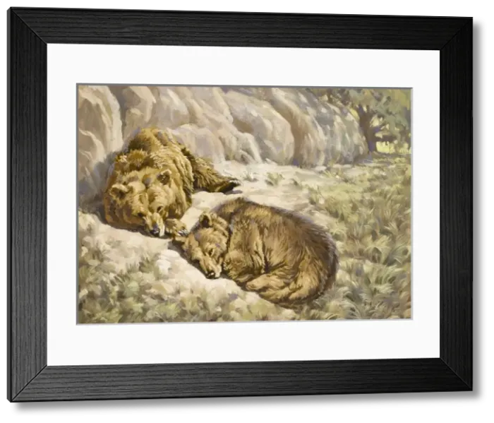 Framed Print : Brown bears asleep Framed Print : Brown bears asleep