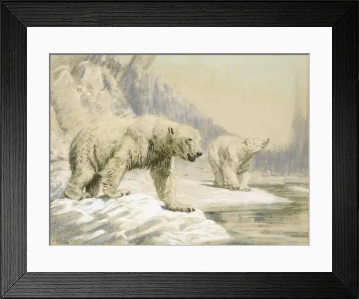 Framed Print : Two Polar bears Framed Print : Two Polar bears