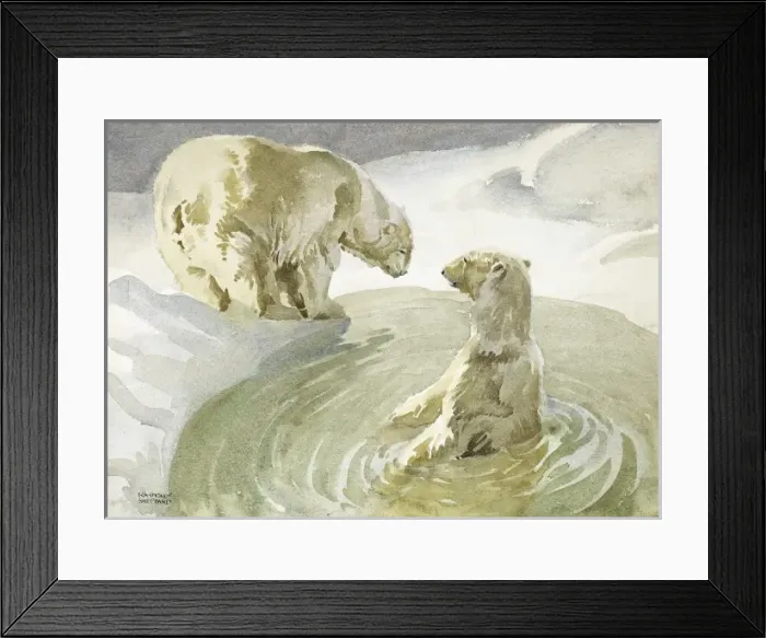 Framed Print : Polar Bears by (and in) an Arctic pool Framed Print : Polar Bears by (and in) an Arctic pool