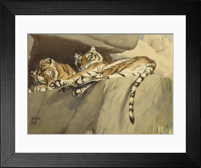 Framed Print : Two Tigers relaxing on a rock shelf Framed Print : Two Tigers relaxing on a rock shelf