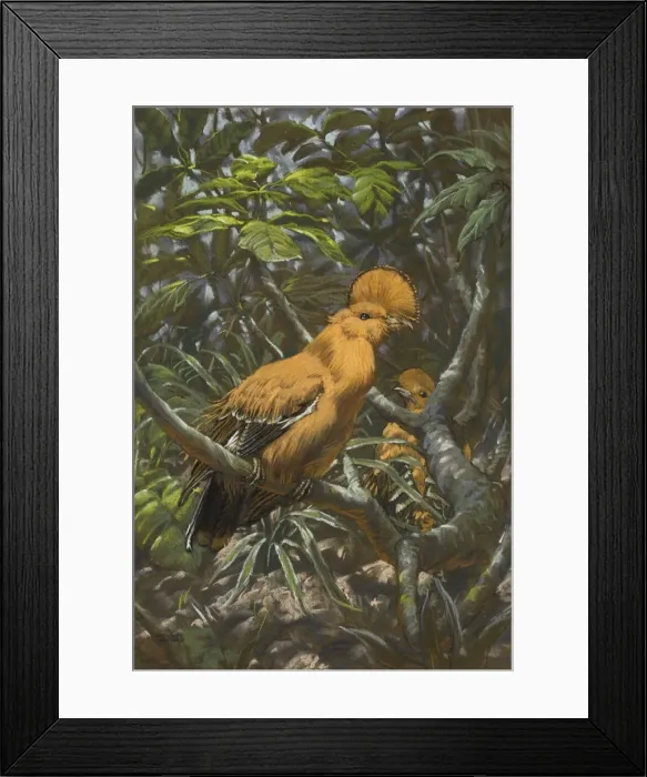 Framed Print : Cock-of-the-rock on a jungle perch Framed Print : Cock-of-the-rock on a jungle perch
