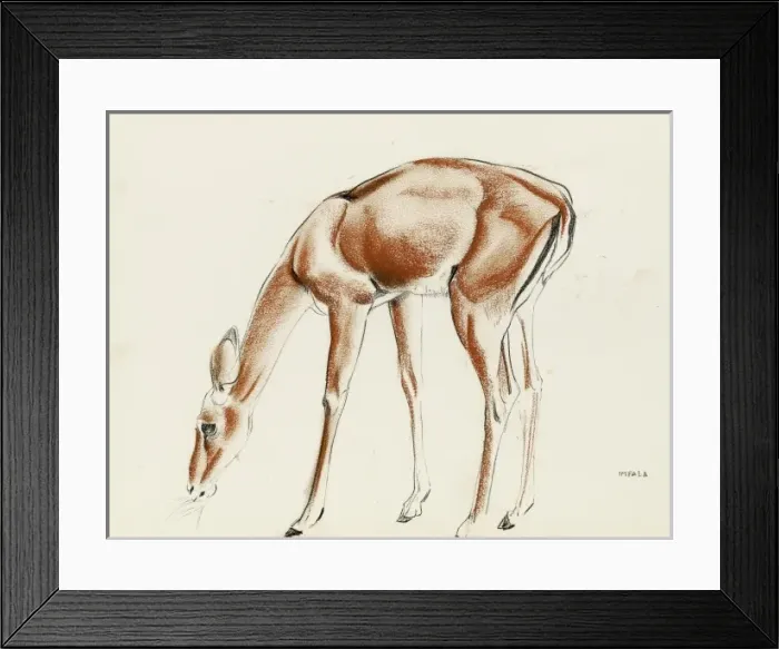 Framed Print : An Impala. Pastel study by Raymond Sheppard Framed Print : An Impala. Pastel study by Raymond Sheppard