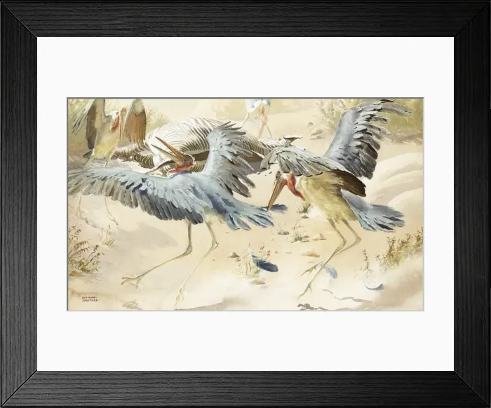 Framed Print : Marabou Storks surround a Zebra carcass Framed Print : Marabou Storks surround a Zebra carcass