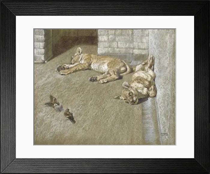Framed Print : Lion cubs and sparrows Framed Print : Lion cubs and sparrows