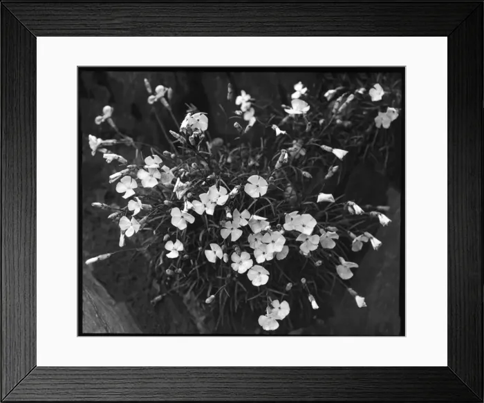 Framed Print : Dianthus Frigidus Framed Print : Dianthus Frigidus