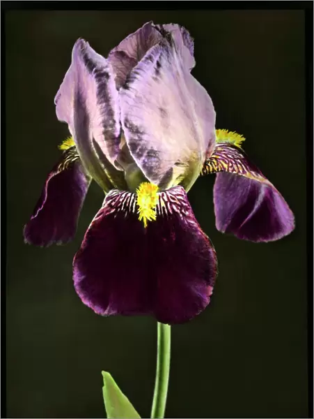 Iris Bruno (Tall Bearded Iris)