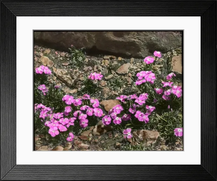 Framed Print : Dianthus Alpinus (Alpine Pink) Framed Print : Dianthus Alpinus (Alpine Pink)