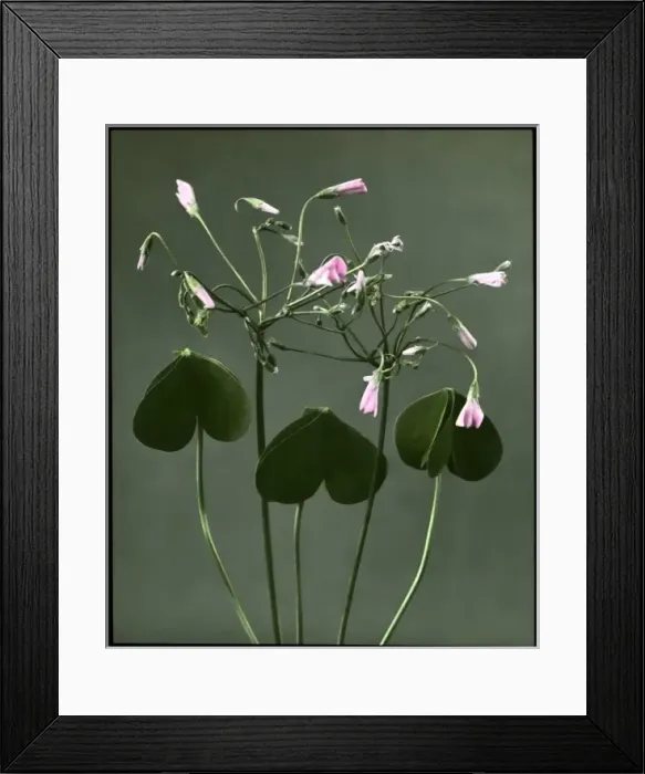 Framed Print : Oxalis Crassipes Rosea (Strawberry Oxalis, Wood Sorrel) Framed Print : Oxalis Crassipes Rosea (Strawberry Oxalis, Wood Sorrel)