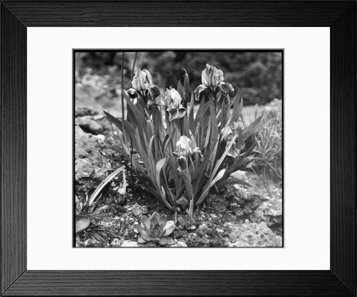 Framed Print : Iris Pumila (Dwarf Iris) Framed Print : Iris Pumila (Dwarf Iris)