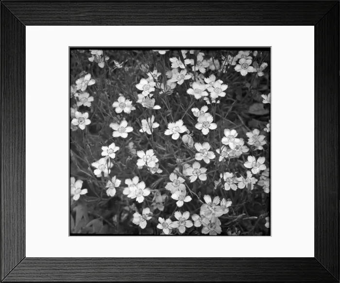 Framed Print : Dianthus Deltoides (Maiden Pink) Framed Print : Dianthus Deltoides (Maiden Pink)
