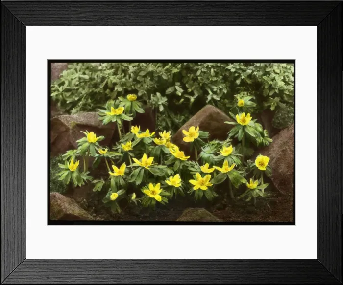 Framed Print : Eranthis Hyemalis (Winter Aconite, Wolfs Bane) Framed Print : Eranthis Hyemalis (Winter Aconite, Wolfs Bane)