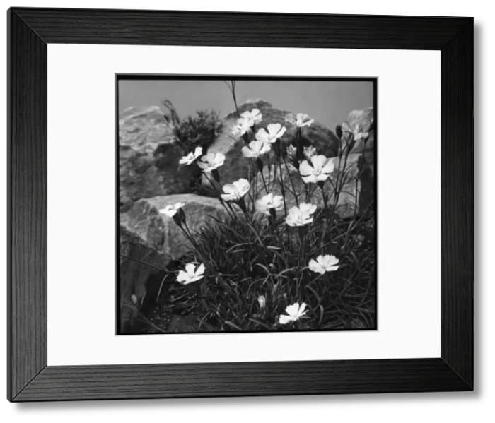 Framed Print : Dianthus Neglectus (Alpine Pink) Framed Print : Dianthus Neglectus (Alpine Pink)