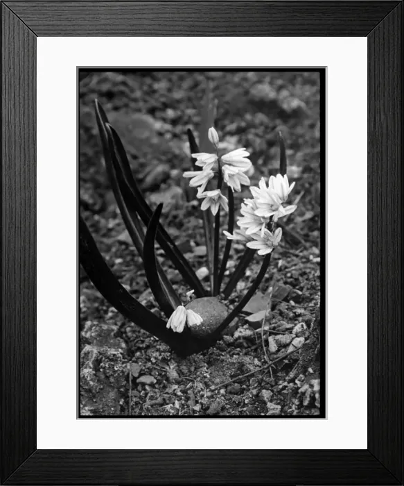 Framed Print : Puschkinia Scilloides (Hyacinth) Framed Print : Puschkinia Scilloides (Hyacinth)