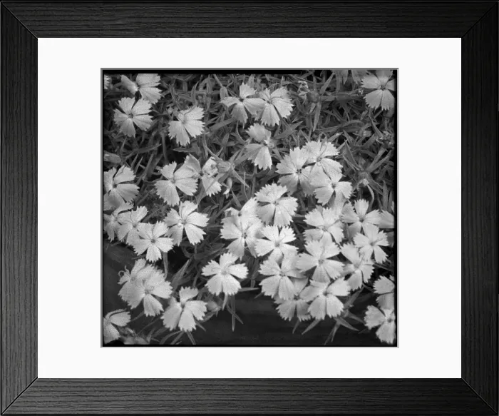 Framed Print : Dianthus species (unidentified) Framed Print : Dianthus species (unidentified)