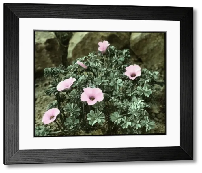 Framed Print : Oxalis Crassipes Rosea (Strawberry Oxalis, Wood Sorrel) Framed Print : Oxalis Crassipes Rosea (Strawberry Oxalis, Wood Sorrel)