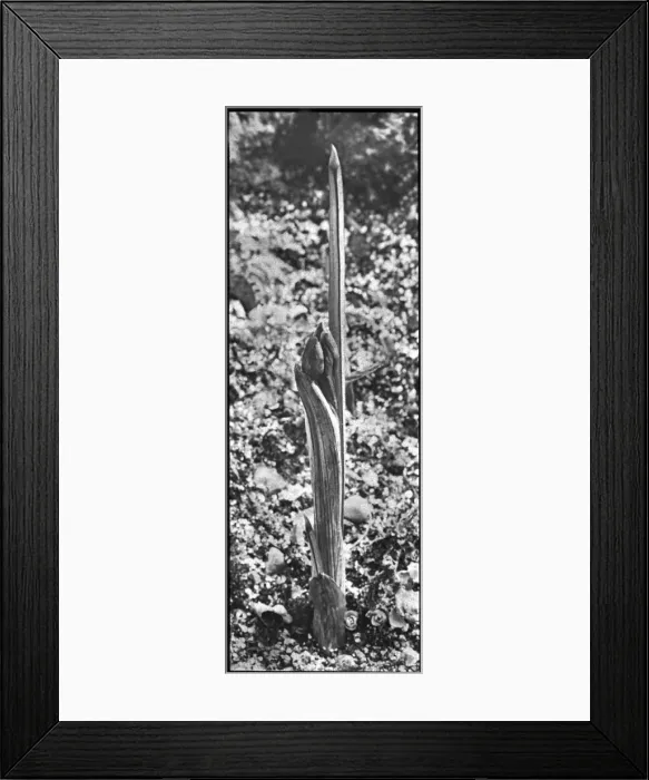 Framed Print : Iris Reticulata Framed Print : Iris Reticulata